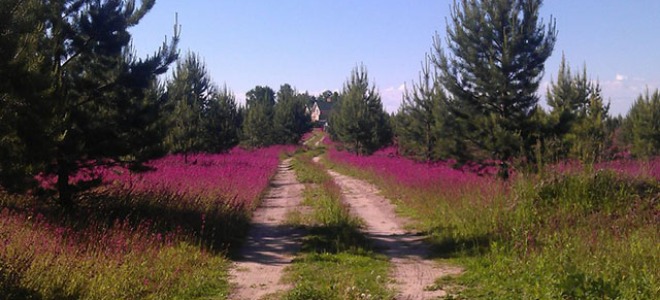 Купить дербенник в питомнике. Цена на дербенник.